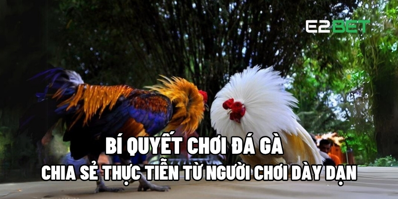 Bí quyết chơi đá gà
