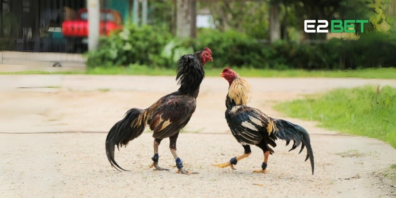Bí Quyết Chơi Đá Gà – Chia Sẻ Thực Tiễn Từ Người Chơi Dày Dạn Cùng E2BET 2 Tổng quan về trò chơi đá gà và bí quyết chơi đá gà