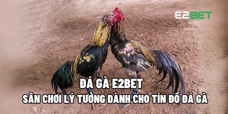 Đá Gà E2BET – Sân Chơi Lý Tưởng Dành Cho Tín Đồ Đá Gà 1 Đá gà E2BET