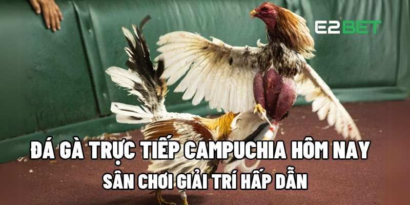 đá gà trực tiếp Campuchia hôm nay