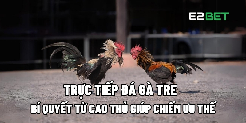 trực tiếp đá gà tre